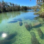 Crystal River Boat and Nature Tour - Why the Guides Make a Difference