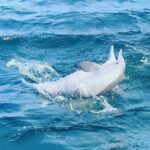 Daily Dolphin Cruise + Sightseeing Tour on Pensacola Beach - Analyzing the Value