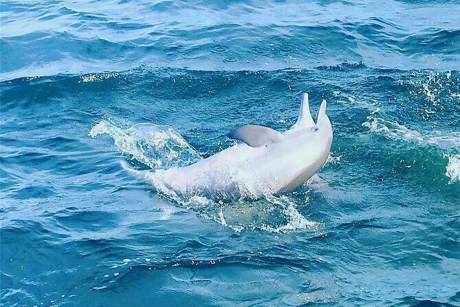 Daily Dolphin Cruise + Sightseeing Tour on Pensacola Beach - Analyzing the Value