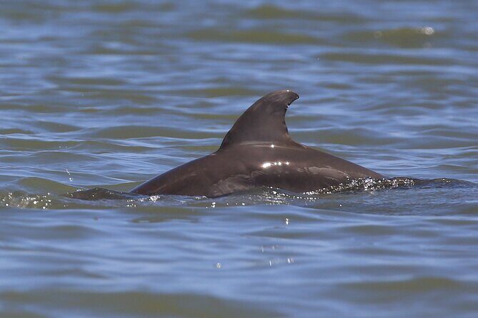 Dolphin and Wildlife Tour at Indian River Shores - Authentic insights from past participants