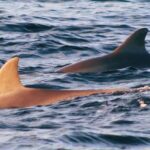 Dolphin Snorkel Tour - Authentic Insights from Past Travelers