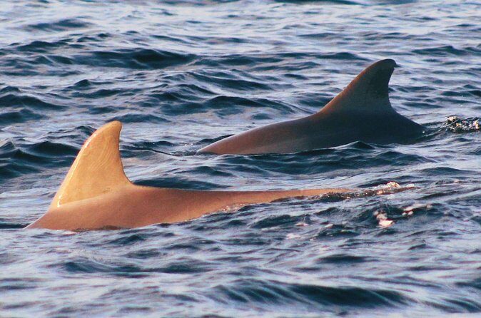 Dolphin Snorkel Tour - Authentic Insights from Past Travelers