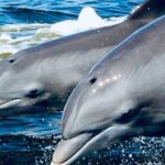 Dolphin Sunset Tour in Orange Beach - Who Should Consider This Tour?