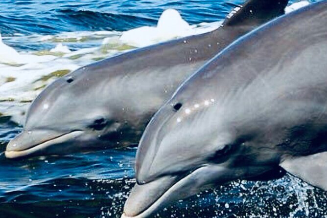 Dolphin Sunset Tour in Orange Beach - Who Should Consider This Tour?