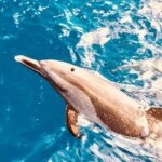 Dolphin Watching and Snorkeling on the West Coast of Oahu - The Authentic Experience from Reviews