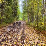 Dryland Dog Sled Tour - Who Will Love This Tour?