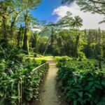 Easy Private Hike in Honolulu (Choose 1 of 2 trails) 2-4hrs - Exploring the Trails: What You Can Expect