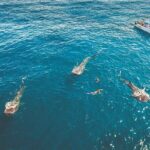 Eco Whale Shark Encounter - Why This Tour Offers Great Value