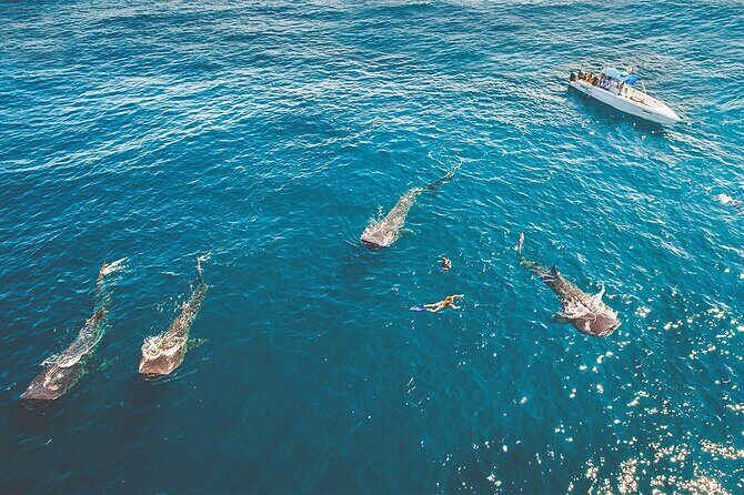 Eco Whale Shark Encounter - Why This Tour Offers Great Value