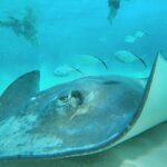 El Cielo Cozumel Snorkel Share Boat + Reefs + Food Drinks + Beach - Who Should Book This Tour?