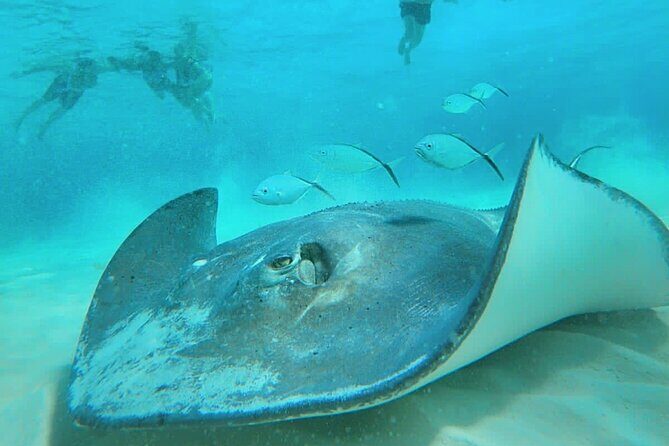 El Cielo Cozumel Snorkel Share Boat + Reefs + Food Drinks + Beach - Who Should Book This Tour?