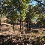 Epic MTB ride at Guadalajara forest. - The Guide and Service Quality