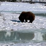 Escaping Anchorage Spring Wildlife Tour - Analyzing the Value