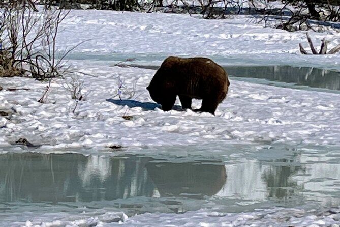 Escaping Anchorage Spring Wildlife Tour - Analyzing the Value
