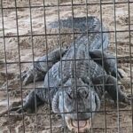 Everglades Alligator Airboat Adventure from Miami - What to Expect from the Tour
