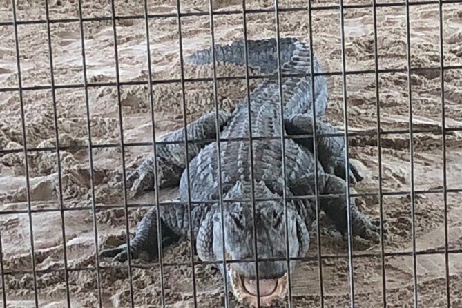 Everglades Alligator Airboat Adventure from Miami - What to Expect from the Tour