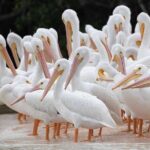 Everglades Manatee, Dolphin and Birding Boat Tour (2 hours) - Who Will Appreciate This Tour?