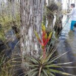 Everglades Tour w/ Biologist Led WET walk + 2 Boat Trips + Lunch! - The Miccosukee Indian Village and River of Grass: Cultural and Natural Highlights