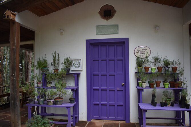 Ex hacienda, rancho de lavanda y Val'Quirico (private tour) - The Experience in Detail