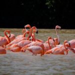 Excursion to Celestun Biosphere and Beach Day from Merida - Who Would Love This Tour?