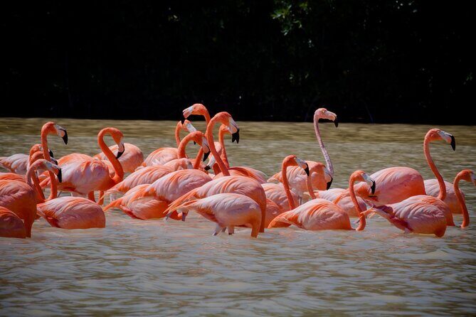 Excursion to Celestun Biosphere and Beach Day from Merida - Who Would Love This Tour?