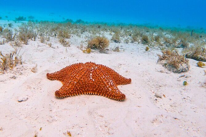 Excursion to Cozumel from Cancun - The Itinerary: A Closer Look