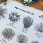 Experience mezcal science tasting and lecture Oaxaca - Who Should Consider This Experience?