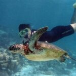 EXPERIENCE SWIMMING with the TURTLES and Discover the amazing Tulum Ruins tours. - What Travelers Say and Why It Matters