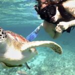 Experience swimming with turtles and explore the ruins of Tulum. Lunch included. - Why This Tour Could Be a Good Fit