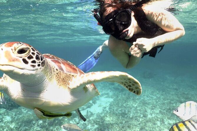 Experience swimming with turtles and explore the ruins of Tulum. Lunch included. - Why This Tour Could Be a Good Fit
