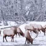 Explore Banff + Wildlife - Why This Tour Offers Great Value