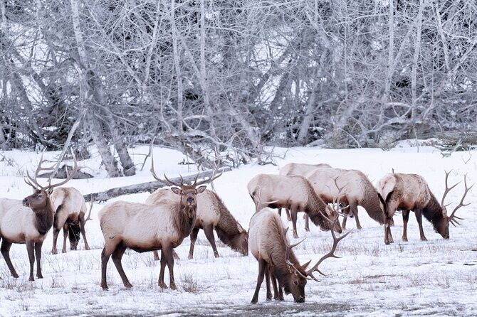 Explore Banff + Wildlife - Why This Tour Offers Great Value