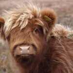 Fredericksburg Cow Cuddling - Authentic Animal Encounters and Real Insights