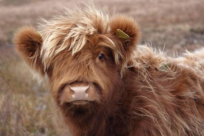 Fredericksburg Cow Cuddling - Authentic Animal Encounters and Real Insights