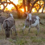 Fredericksburg Safari Tour With Wine Tasting - Who Will Love This Tour?