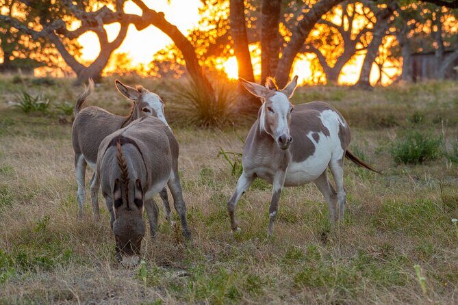 Fredericksburg Safari Tour Without Wine Tasting - Who Should Consider This Tour?