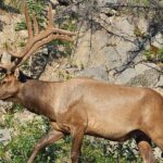 From Canmore/Banff: Columbia Icefield Skywalk Peyto Private Tour - Transportation and Comfort