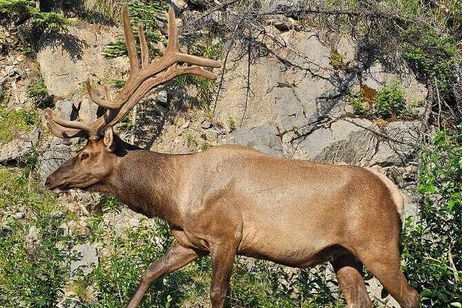 From Canmore/Banff: Columbia Icefield Skywalk Peyto Private Tour - Transportation and Comfort