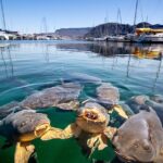 From Las Vegas Lake Mead Wildlife and Seven Magic Mountains - The Itinerary in Detail