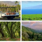 Fun! Open-Air Banyan Tree Forest & Blowhole Sight-Seeing MauiTour - Why This Tour Works Well for Different Travelers