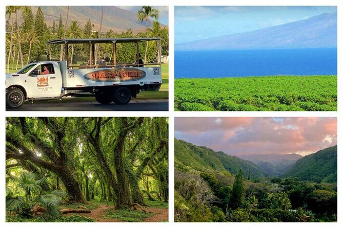 Fun! Open-Air Banyan Tree Forest & Blowhole Sight-Seeing MauiTour - Why This Tour Works Well for Different Travelers