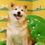 Fun Selfie Experience in Calgary - Detailed Breakdown of the Itinerary