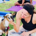 Goat Yoga with Miniature Goats In Maui - What to Expect from Your Maui Goat Yoga Experience