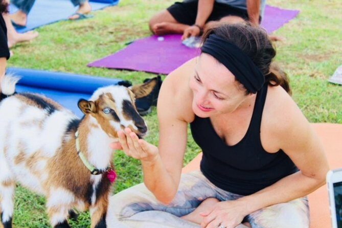 Goat Yoga with Miniature Goats In Maui - What to Expect from Your Maui Goat Yoga Experience