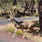 Grand Canyon Luxury Car Tour Experience - FAQs