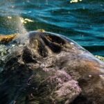 Gray Whale Journey: 10-Hour Tour with 3 Hours of Whale Watching - Final Thoughts