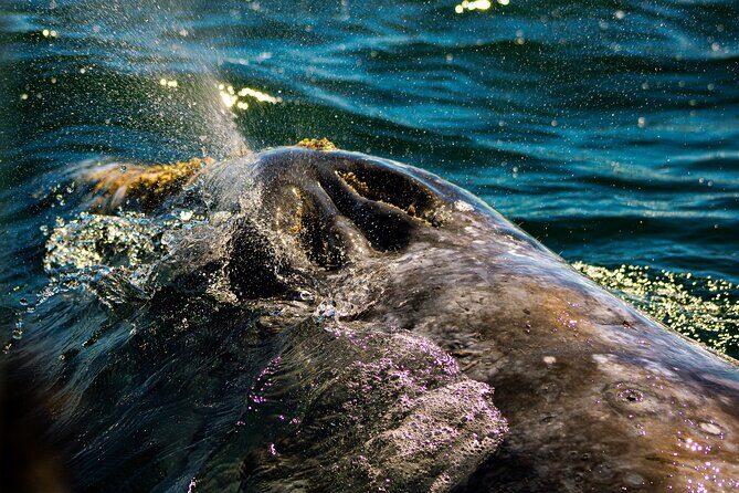 Gray Whale Journey: 10-Hour Tour with 3 Hours of Whale Watching - Final Thoughts