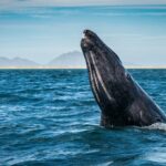 Gray Whale Watching Expedition at Magdalena Bay - Practical Details: Transportation, Pricing, and Booking