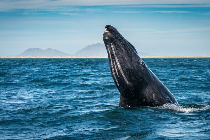 Gray Whale Watching Expedition at Magdalena Bay - Practical Details: Transportation, Pricing, and Booking