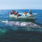 Gray Whale Watching Tour at Lopez Mateos - The Value of the Experience